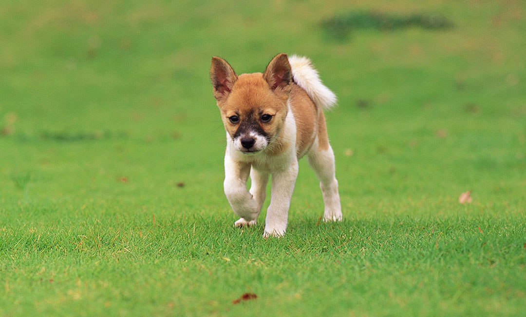 枣庄叮叮宠物商业计划书案例